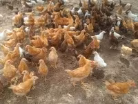 Chickens — foto 2