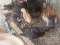 Australorp — Foto 3