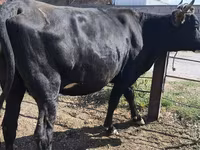 Kuh, Holstein-Rasse — Foto 6
