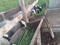 Kos, Romanov sheep — 2. fotó