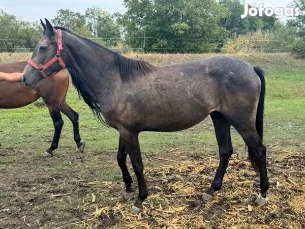 Mare, Kisber felver — Hungary