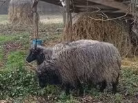 母羊, Racka sheep — 照片 3