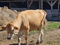 بقرة, Simmental cattle — الصورة 3
