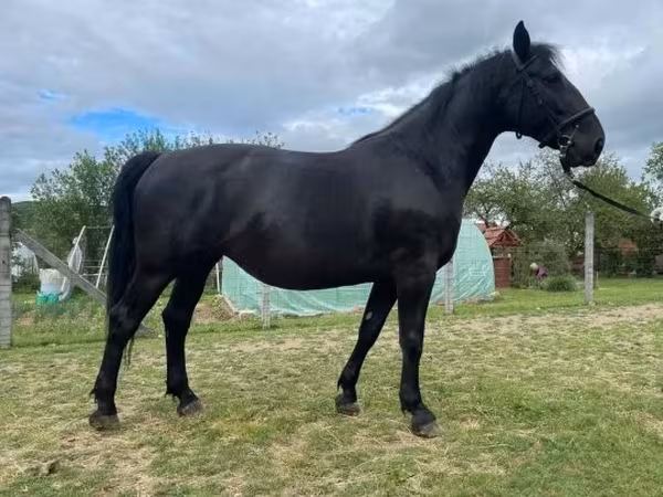 母马, Horses