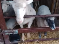 Kos, Merino sheep — 4. fotó