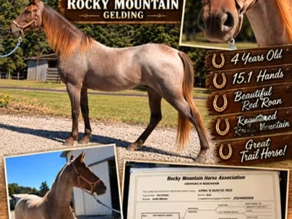 Hing, Rocky Mountain Horse
