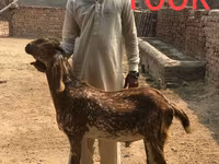 Kecskék (tétel, nem megadva), Najdi goat — 3. fotó
