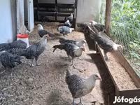 ब्रेकल — फ़ोटो 3