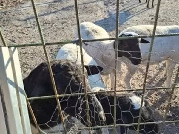 Kos, Dorper sheep — Magyarország