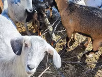 Koza, Saanen goat — foto 5