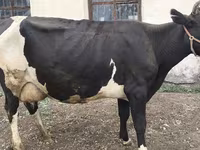 Vaca, Russian Black pied cattle — foto 2