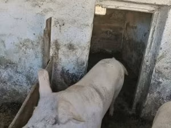 Süldőanya, Мангалица