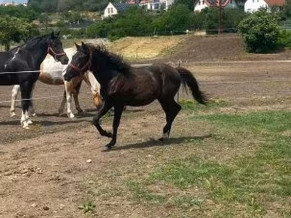 Hing, Hucul pony