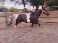 Kanca, Appaloosa — 8. fotó