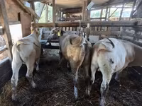 公牛, Holstein breed — 照片 1