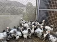 Brahma — photo 1
