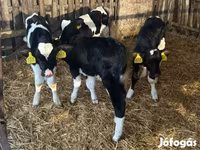 सांड, Russian Black pied cattle — फ़ोटो 5
