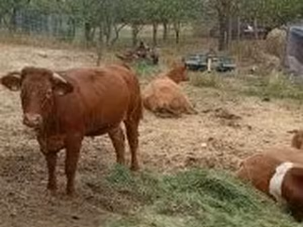 Taureau, Vache limousine — Hongrie