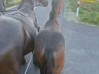 公马, Horses — 照片 2