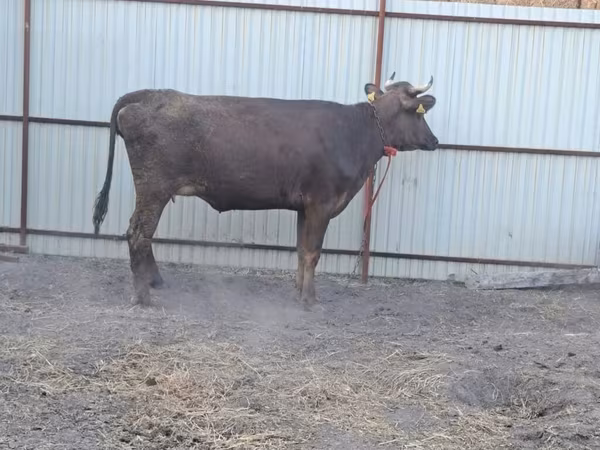 Krowa, Swiss cattle