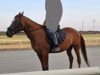Caballo, Karabakh horse — foto 3