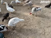 Turkeys — फ़ोटो 2