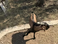عنزة, Alpine goat — الصورة 5