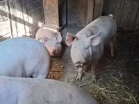 公猪, Pigs — 照片 4