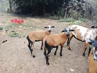 Widder, Cameroon sheep — Foto 6
