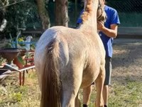 Hengst, Pferde — Foto 2
