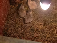 Chickens — Foto 4