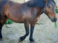公马, Međimurje horse — 照片 4