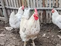 Chickens — foto 1