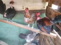 Chickens — الصورة 2