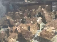 Chickens — الصورة 3