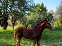 Klisna, Skyros Pony — foto 3