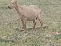 تيس, Alpine goat — الصورة 1