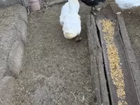 Ducks — foto 2
