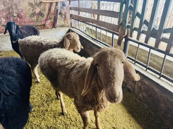 भेड़, Arashan sheep