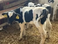 Býk, Russian Black pied cattle — foto 3