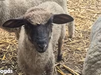 Sheep (batch, sex not specified), Sheep — photo 2
