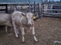 Bika, Simmental cattle — 3. fotó