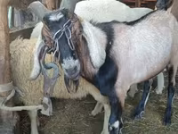 Kos, Lacaune sheep — 3. fotó