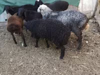 Ram, Arabi sheep — photo 8