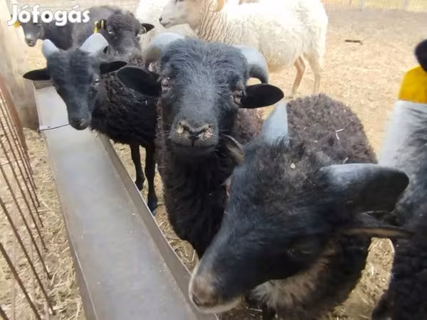Kos, Ouessant sheep — Magyarország