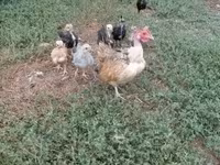 Chickens — 2-сурет