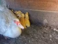 Ducks — foto 2