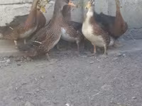 Ducks — Foto 2