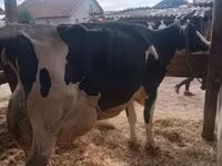 ثور, بقرة ليموزين — الصورة 2