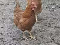 gallina danesa — foto 3